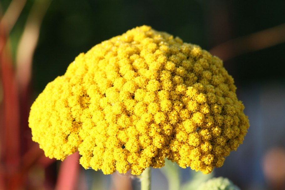 Тысячелистник Achillea "Diadem"