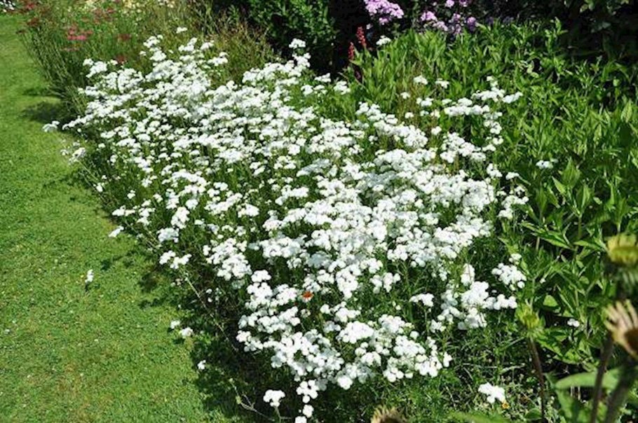 Тысячелистник птармика (Achillea ptarmica)