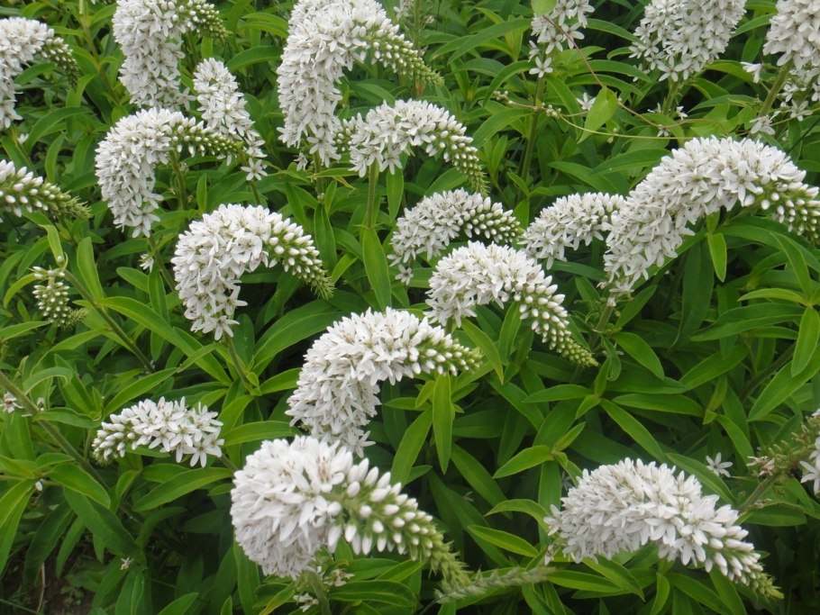 Тысячелистник сорняк