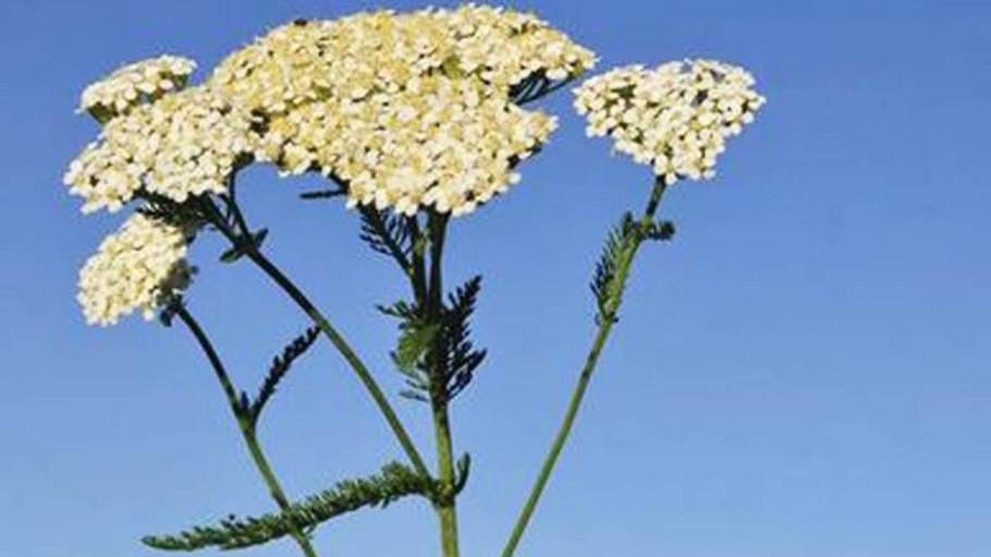 Гипсофила коралловая