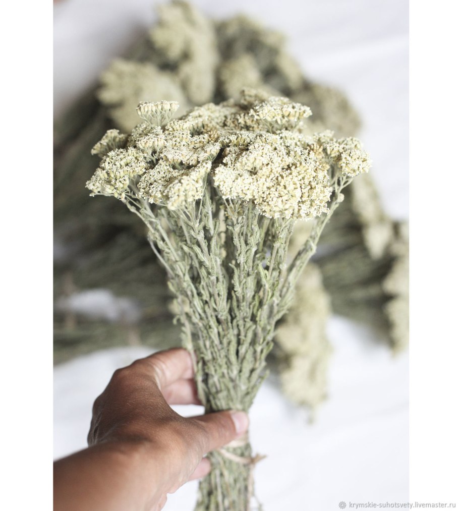 Тысячелистник птармика Уайт