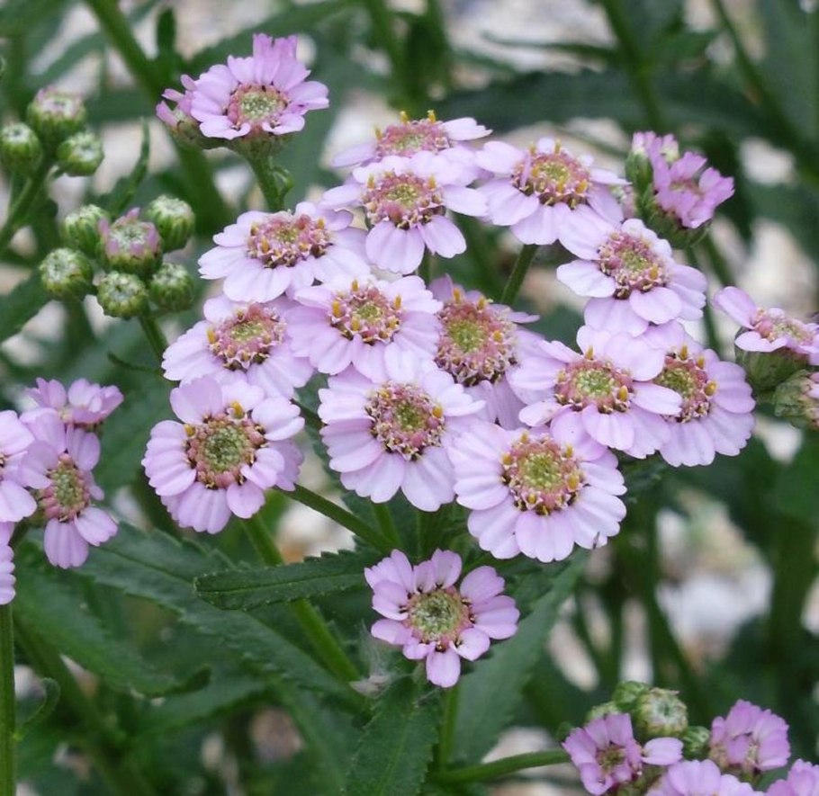 Свадебный букет из жемчуга