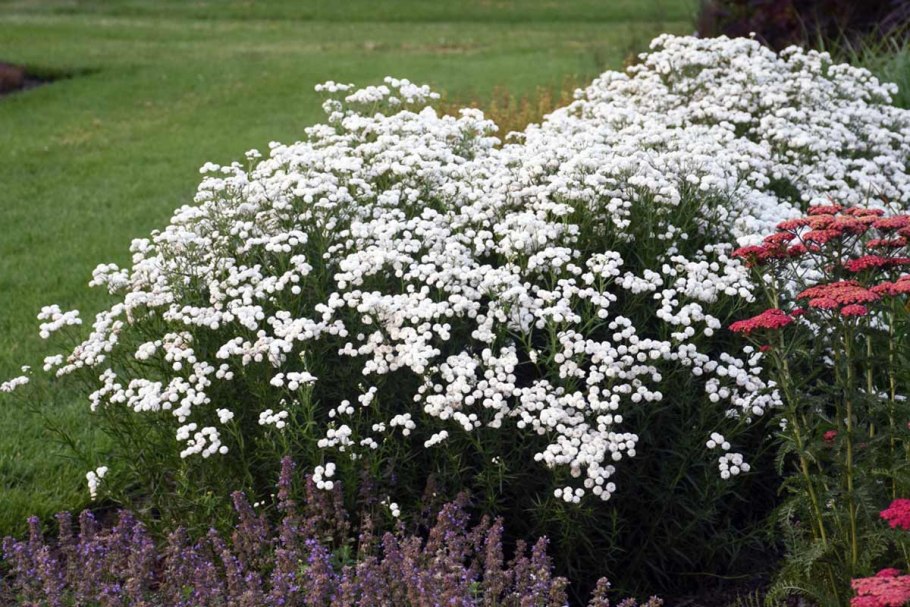 Тысячелистник птармика (Achillea ptarmica)