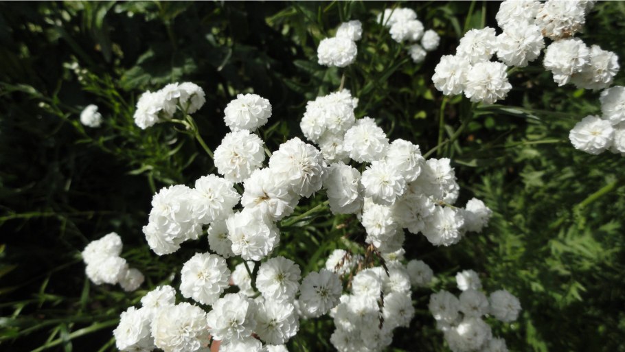 Тысячелистник Ахиллея птармика