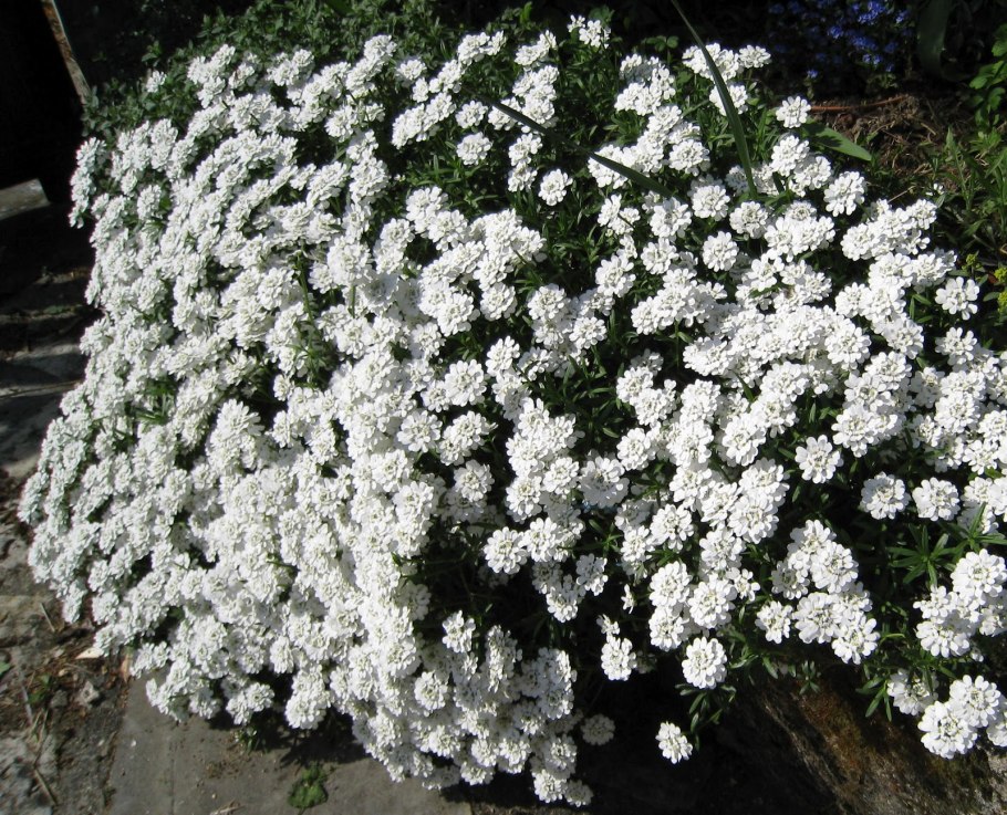 Гипсофила метельчатая махровая белая