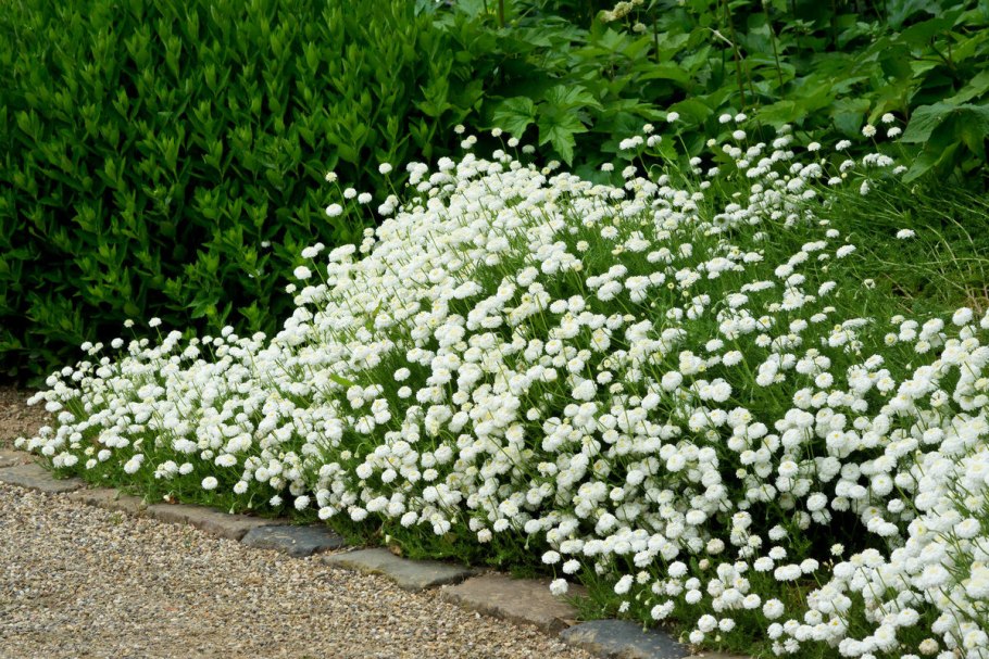 Achillea ochroleuca