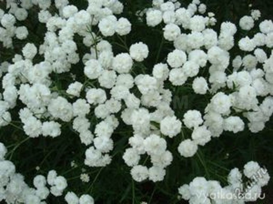 Тысячелистник птармика диалем