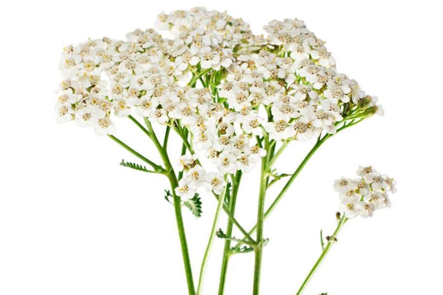 Тысячелистник обыкновенный (птармика)