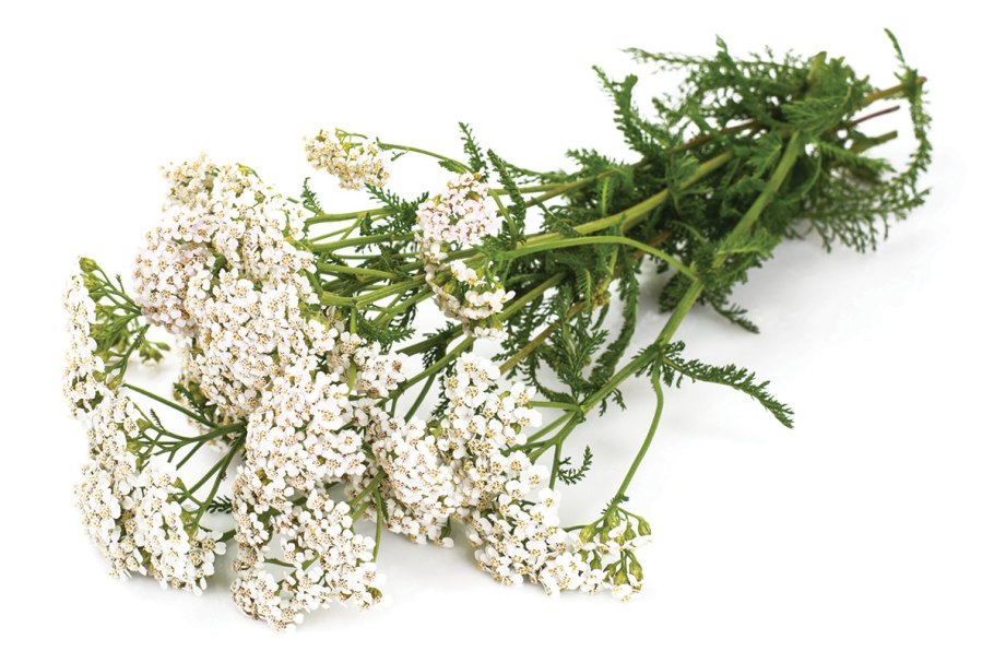 Пижма и тысячелистник