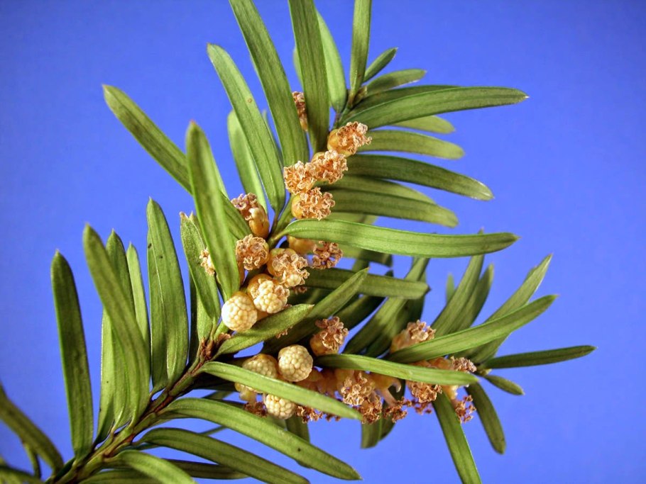 Тис ягодный Taxus baccata elegantissima