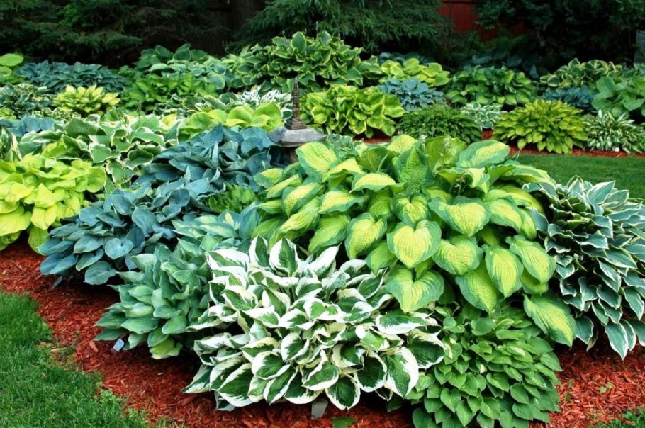 Дерен и Хоста