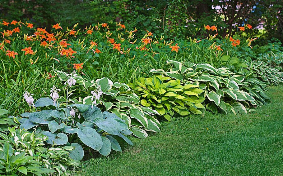 Лилейник и Хоста в ландшафтном