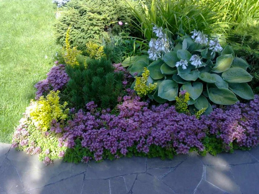 Алиссум в миксбордере