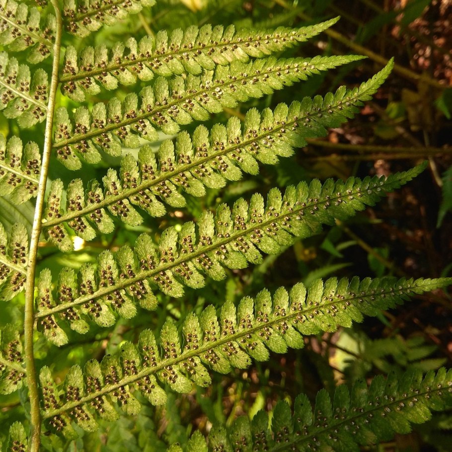 Dryopteris - Щитовник