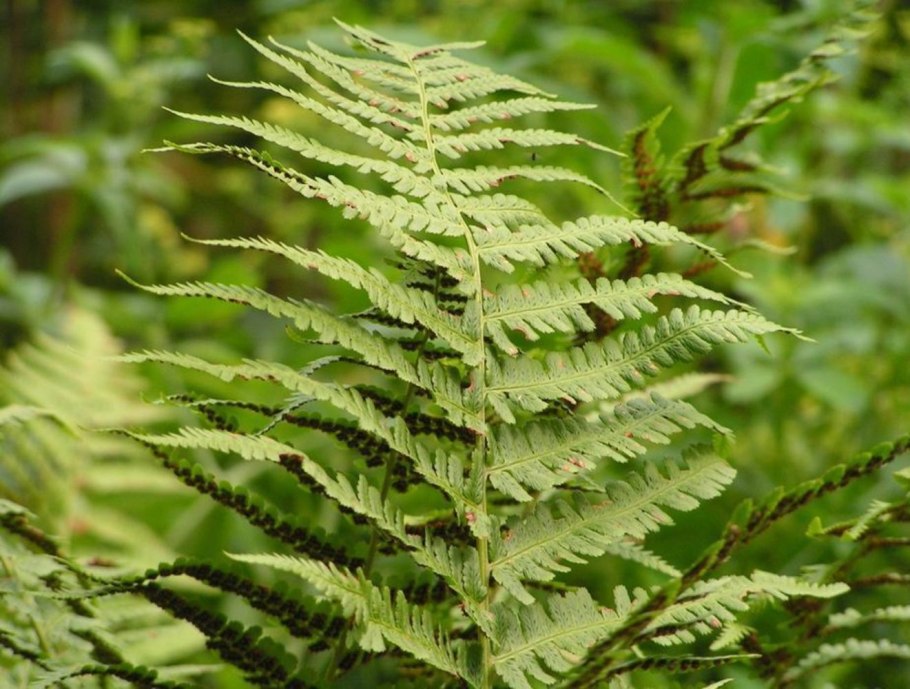 Щитовник гребенчатый - dryopteris cristata