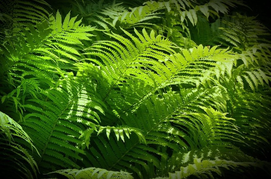 Щитовник распростёртый – dryopteris expansa