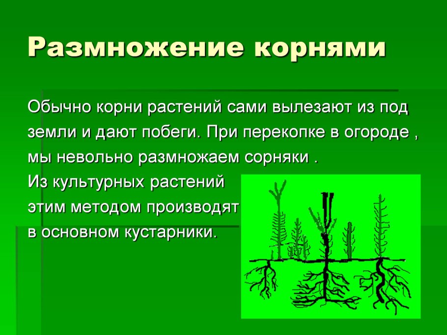 Вегетативное размножение крыжовника