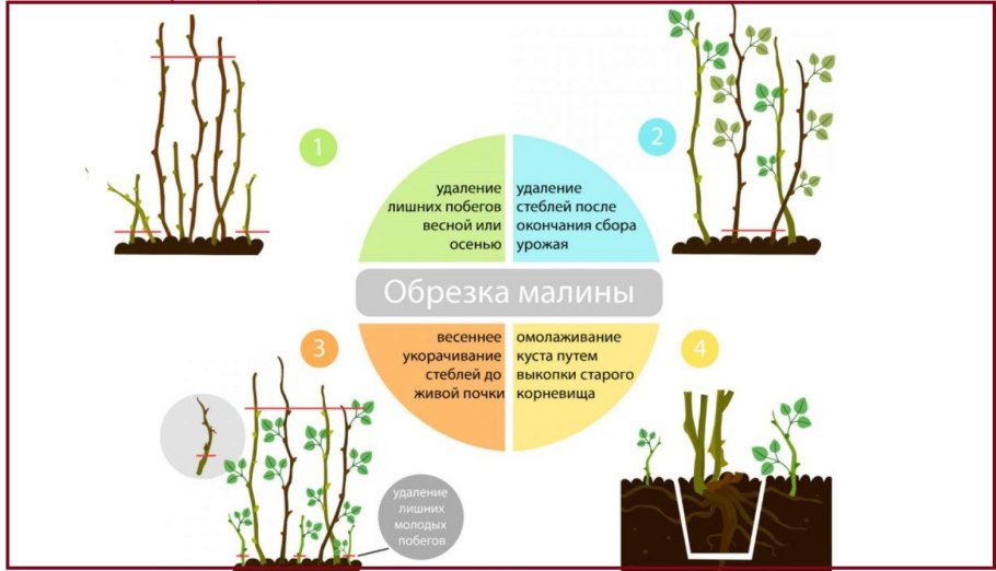 Схемы подкормка ремонтантной малины