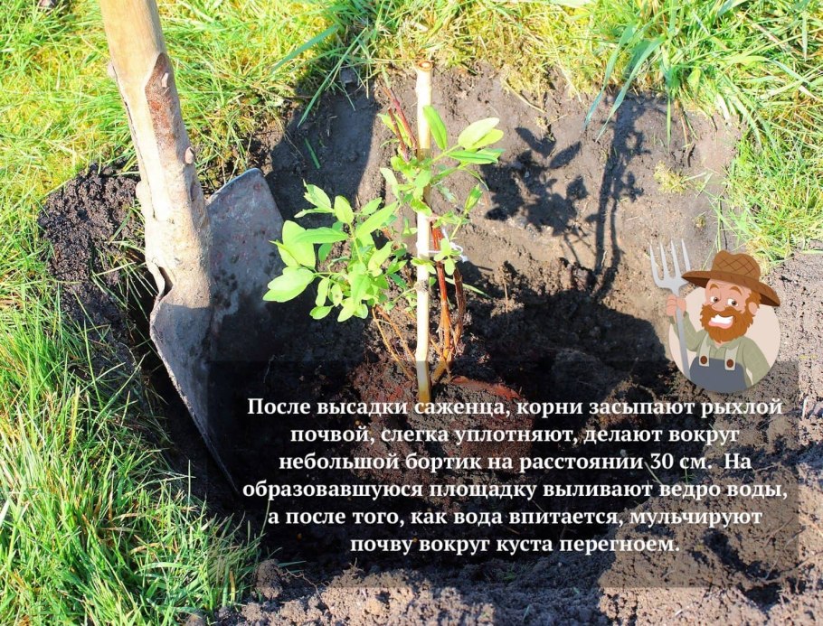 Посадка шрабов роз