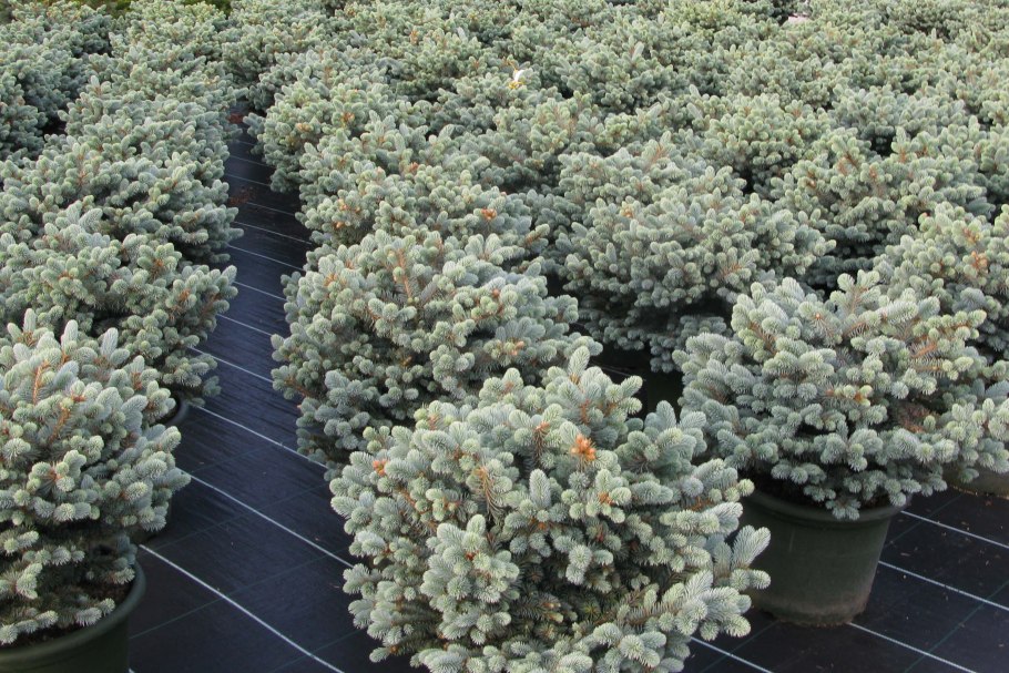 Picea glauca var. Densata