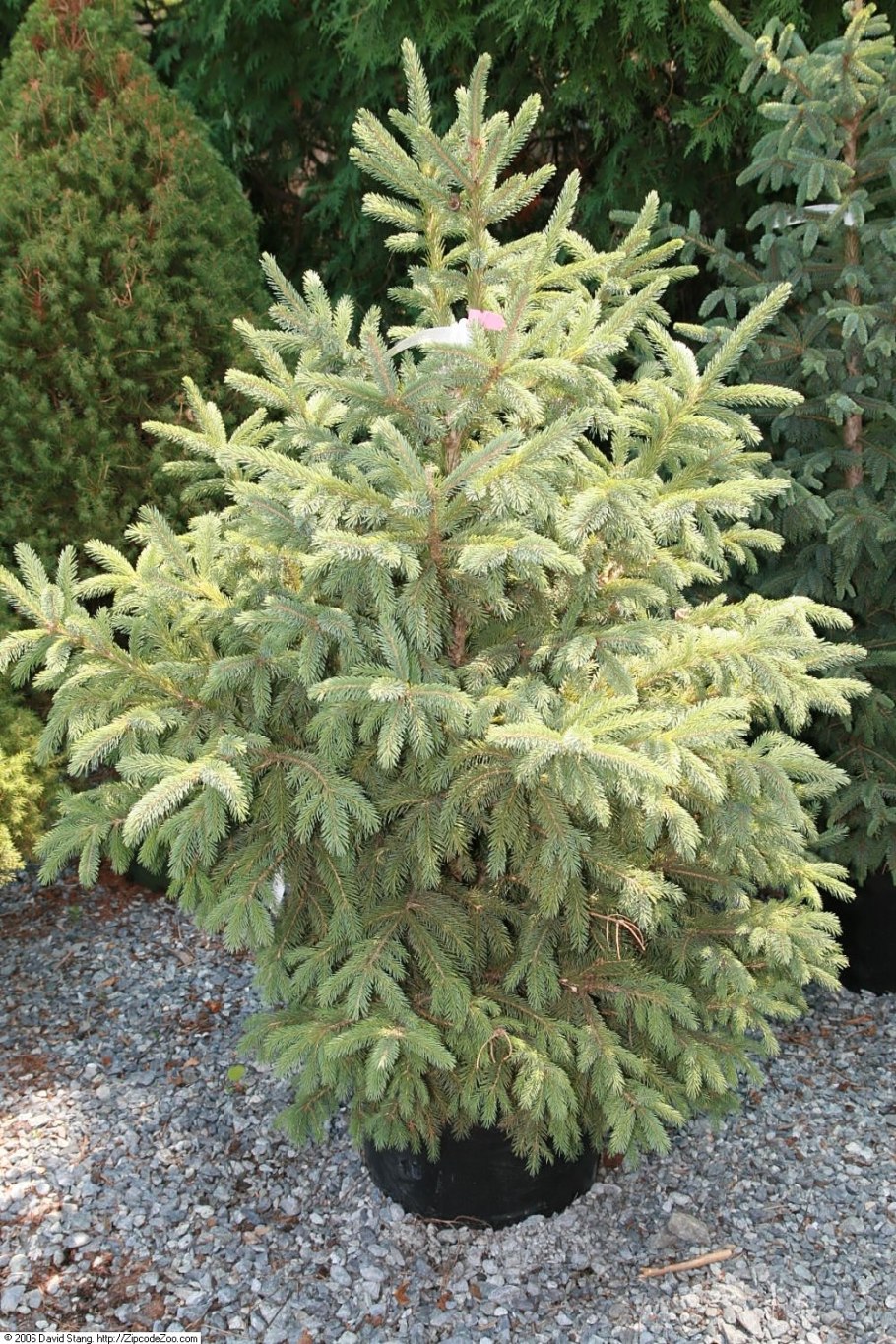 Ель колючая Глаука Глобоза