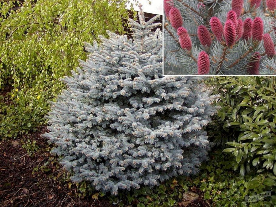 Picea Mariana 'pumila'