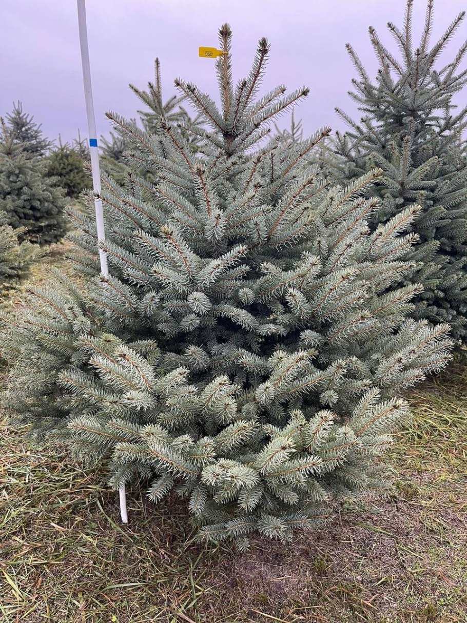 Ель колючая Глаука Picea