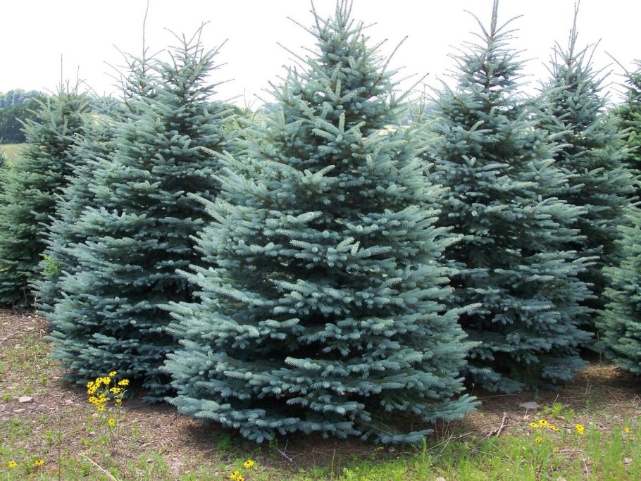 Ель колючая (Picea pungens glauca globosa)