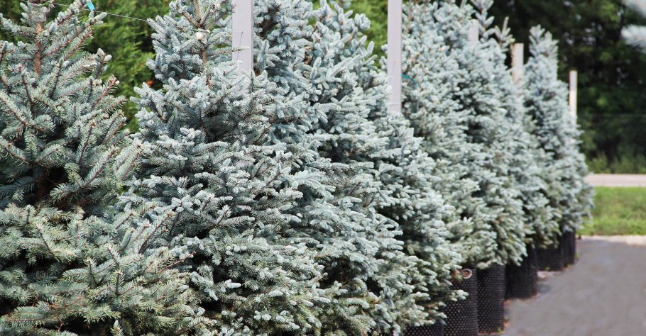 Ель колючая (Picea pungens glauca globosa)