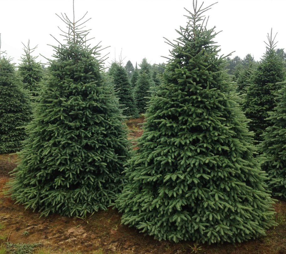 Ель колючая Picea pungens