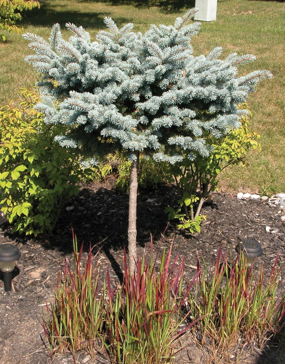 Picea pungens 'Thuem'