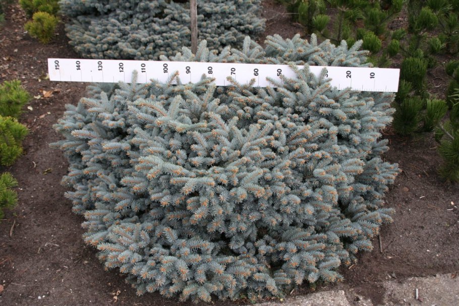 Ель колючая glauca compacta