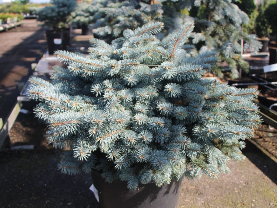 Ель Picea Mariana Beissneri