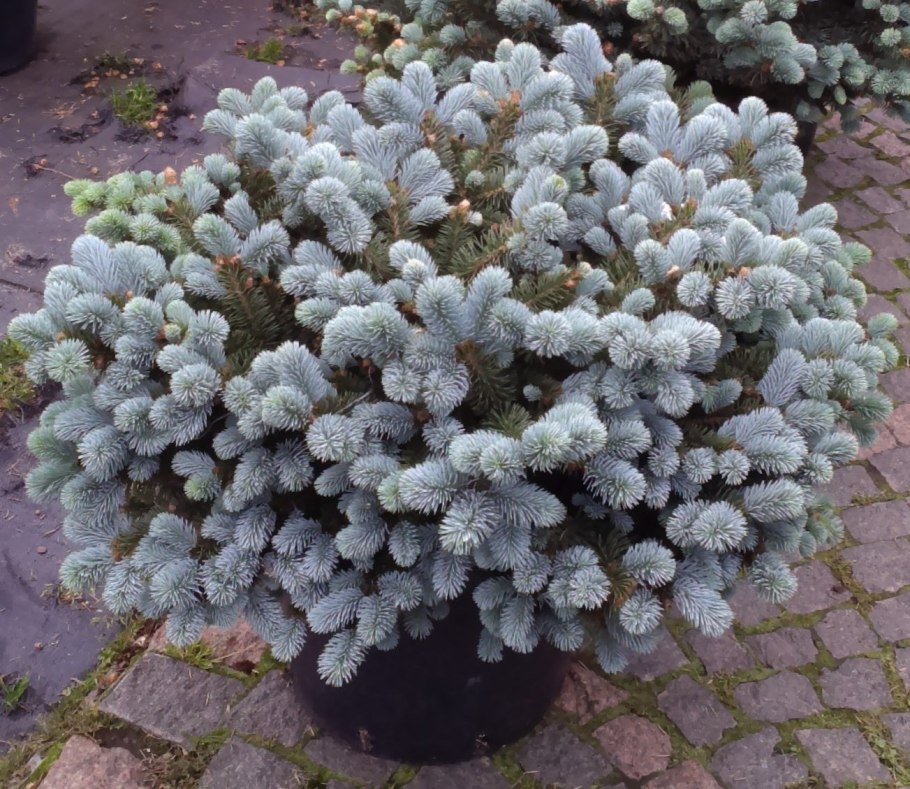 Ель колючая glauca globosa