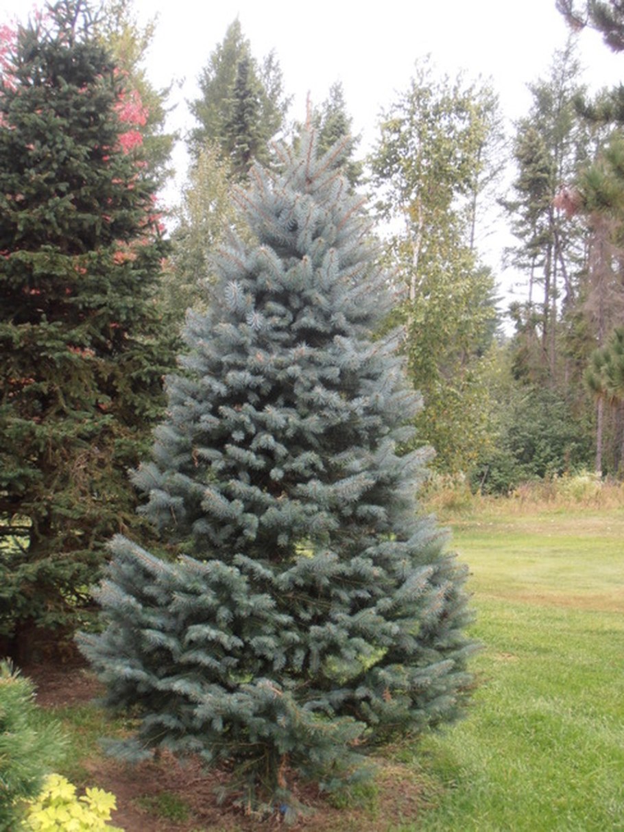 Ель Глаука Прокумбенс