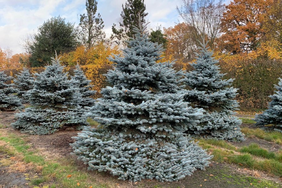 Picea pungens glauca globosa c5