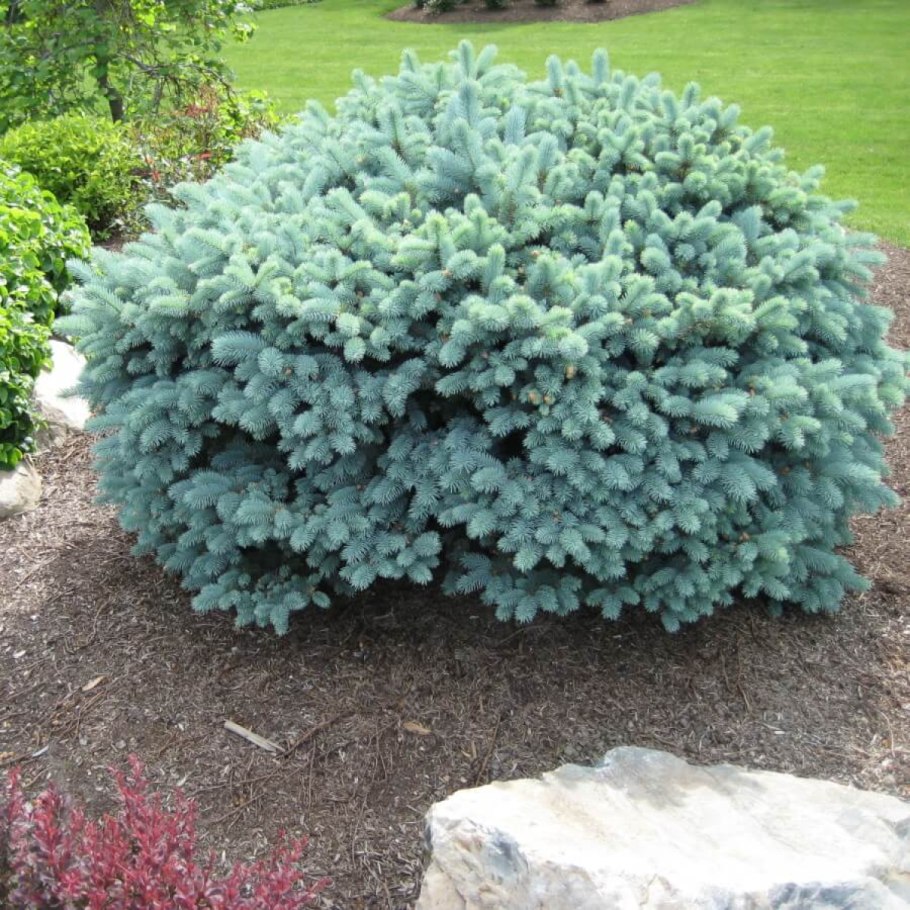 Picea pungens glauca globosa