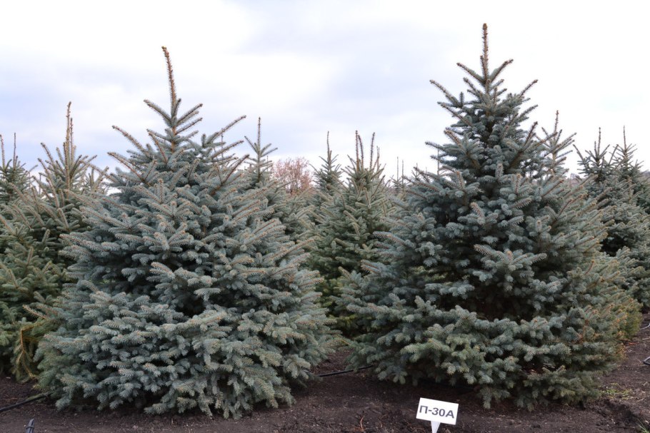 Ель Глаука Глобоза