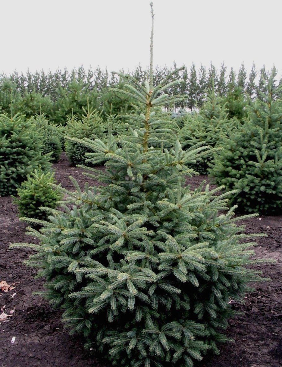 Ель канадская var. Densata