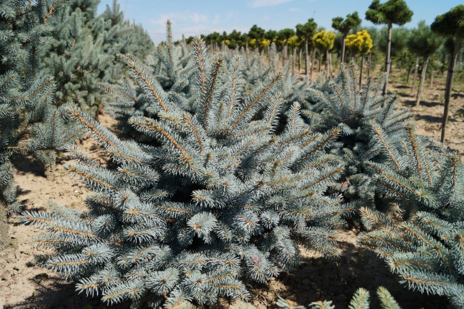 Ель glauca globosa