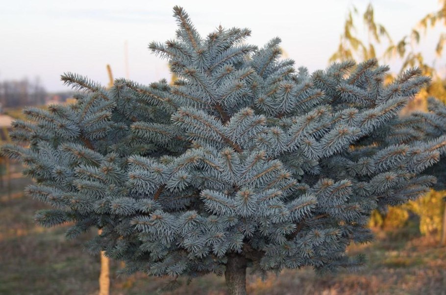 Ель дугласия канадская