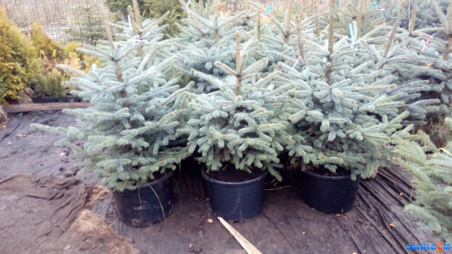 Ель колючая (Picea pungens glauca globosa)