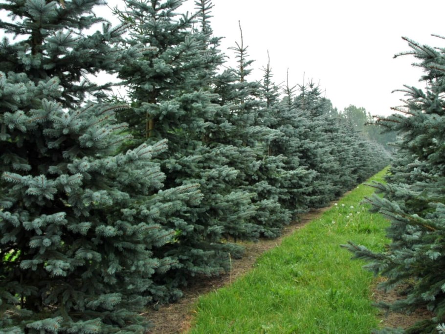 Ель Глаука Глобоза высота