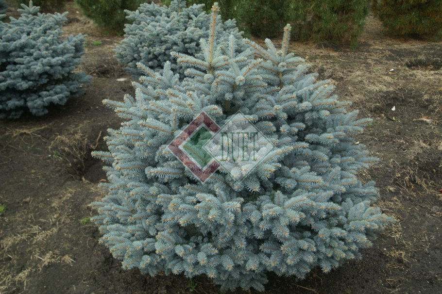 Пицея пунгенс Глаука Глобоза