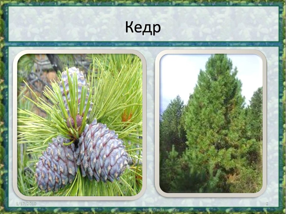 Сосна Кедровая (Pinus Cembra p9)