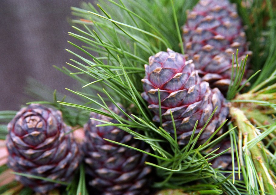 Сосна Кедровый стланик шишки