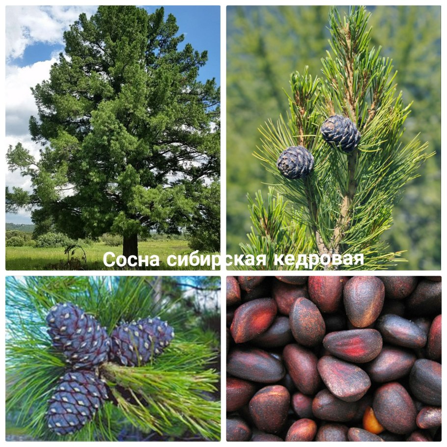 Кедр Сибирский сосна Сибирская Pinus sibirica