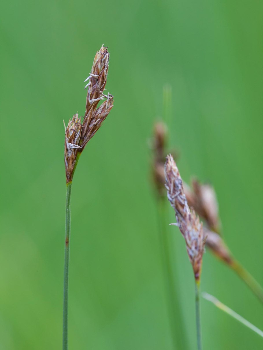 Осока дернистая Carex cespitosa