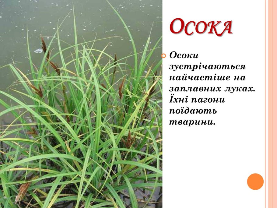 Осока двудомная