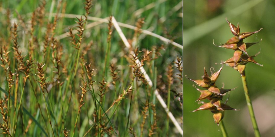 Carex dioica